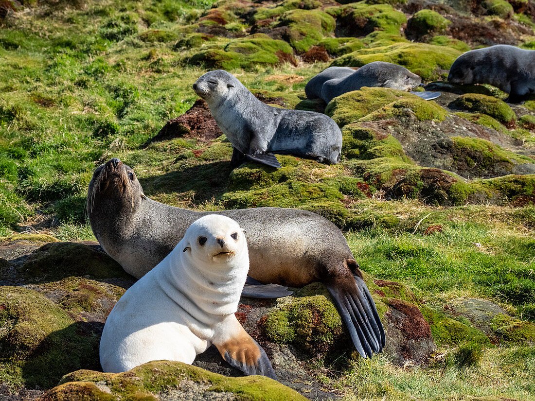 Juvenile leukistische antarktische Pelzrobbe (Arctocephalus gazella) mit ihrer Mutter im Hafen von Stromness, Südgeorgien, Polarregionen