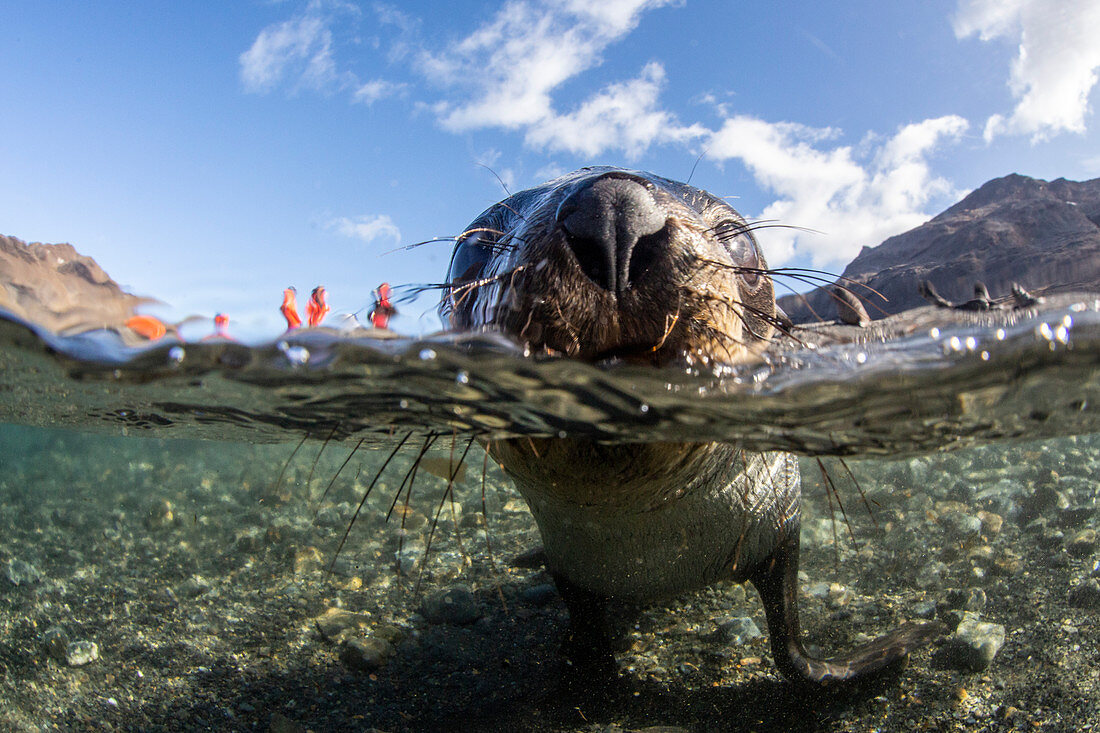 Curious juvenile Antarctic fur seal (Arctocephalus gazella) in the water at Stromness Harbor, South Georgia, Polar Regions