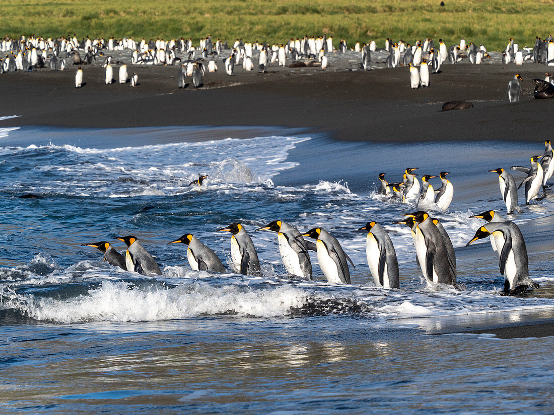 Erwachsene mit Königspinguin (Aptenodytes patagonicus), die zur Fütterung in Gold Harbor, Südgeorgien, Polarregionen, zur See zurückkehren