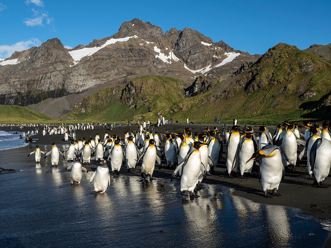 Adult gentoo penguins (Pygoscelis papua), on the beach with king penguins in Gold Harbor, South Georgia, Polar Regions