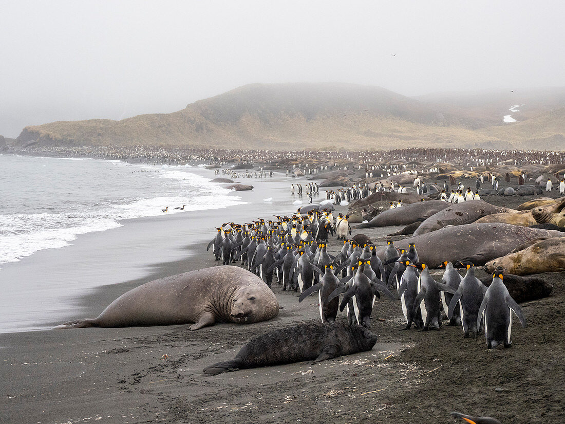 Southern elephant seals (Mirounga leoninar), resting on the beach with penguins, at Gold Harbor, South Georgia, Polar Regions