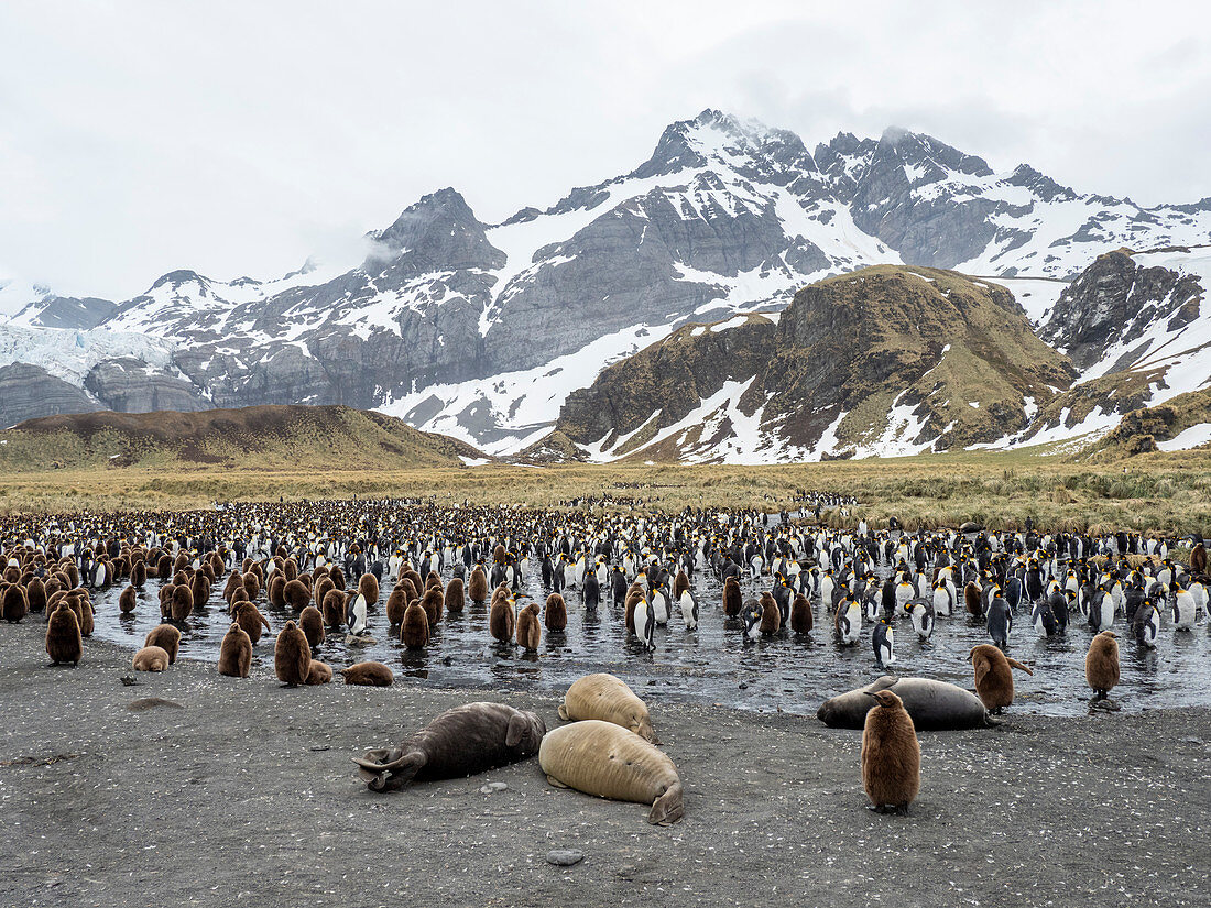 Southern elephant seal (Mirounga leoninar) weaners at breeding beach in Gold Harbor, South Georgia, Polar Regions