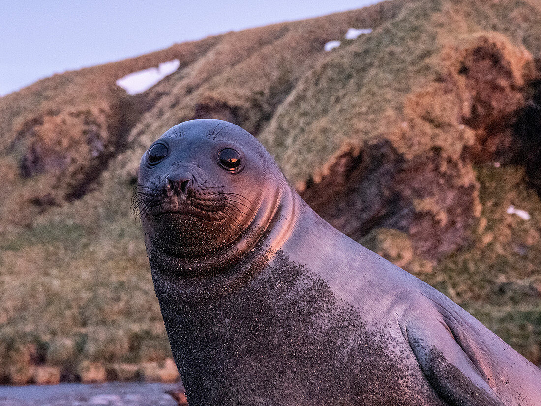 Southern elephant seal pup (Mirounga leoninar), on the beach at dawn in Gold Harbor, South Georgia, Polar Regions