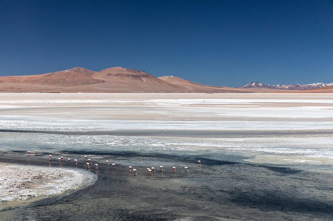 Andenflamingos (Phoenicoparrus andinus), Laguna Tara, Nationalreservat Los Flamencos, Region Antofagasta, Chile, Südamerika.
