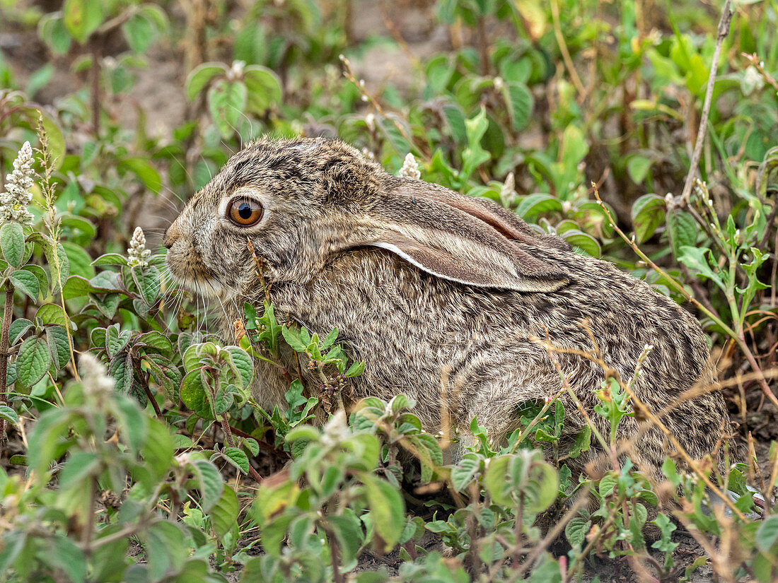 African savanna hare (Lepus victoriae), hiding in vegetation in Serengeti National Park, Tanzania, East Africa, Africa