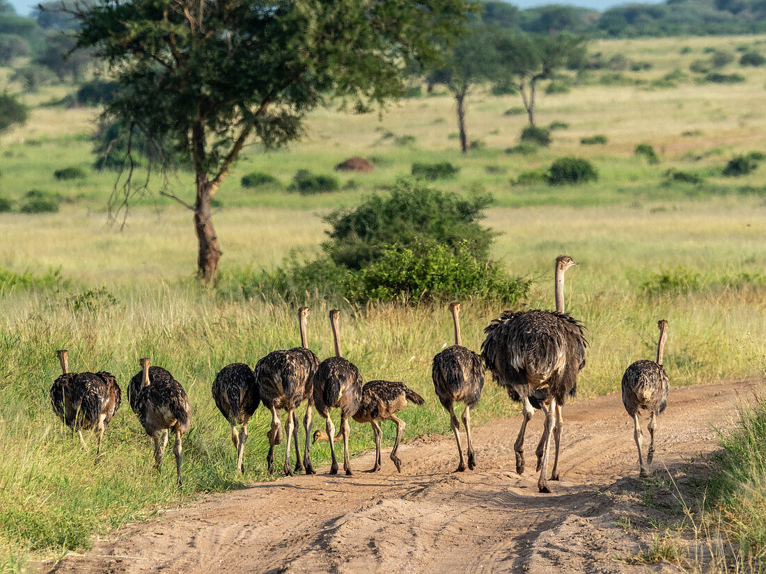 A flock of Masai ostriches (Struthio camelus massaicus), Tarangire National Park, Tanzania, East Africa, Africa
