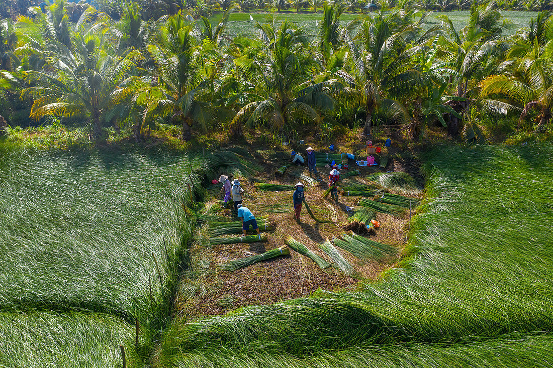 Die Bauern, die Seggen anbauen und ernten, in Vung Liem, Vinh Long, Vietnam, Indochina, Südostasien, Asien