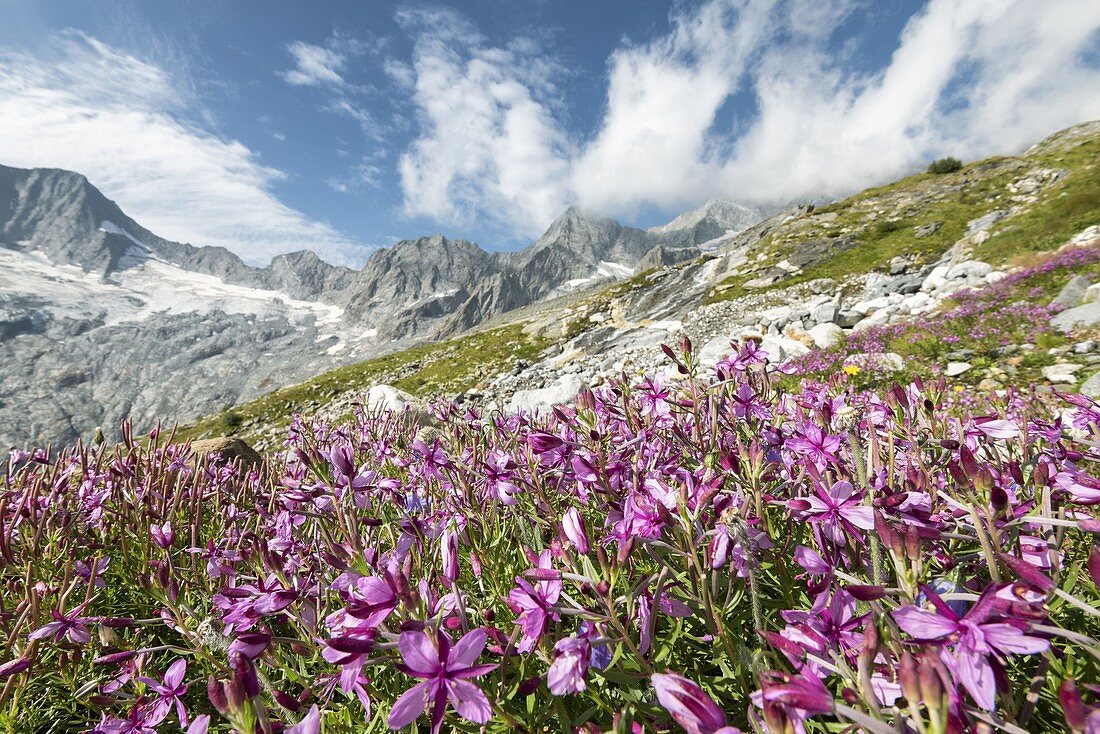 Flowers of Val Sissone Valmalenco, Valtellina, Sondrio Province, Lombardy, Italy, Europe