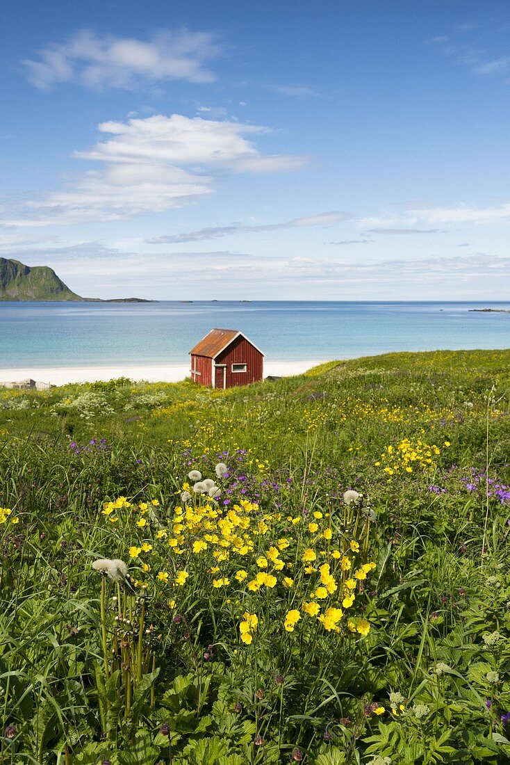 Bunte Blumen und typisches Haus am Wasser, Ramberg, Lofoten Inseln, Norwegen, Europa