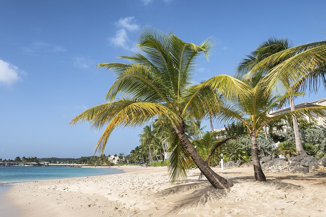 Palm trees and turquoise, Barbados Island, Lesser Antilles, West Indies, Caribbean region