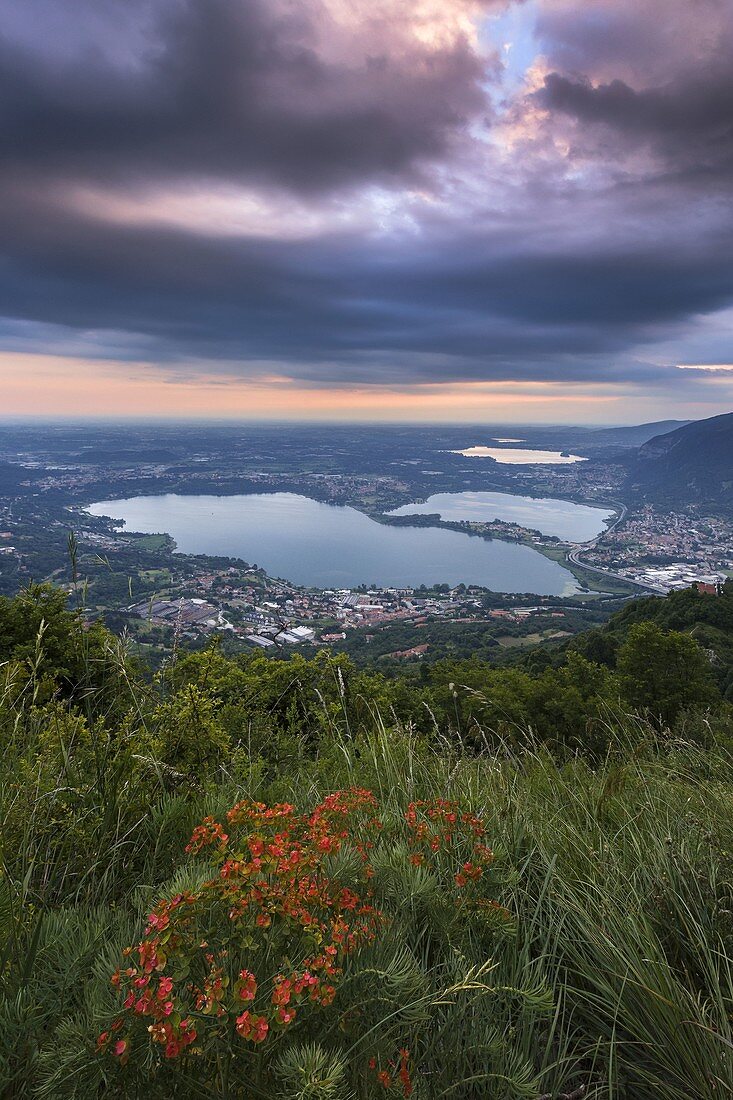 Blüte der Euphorbia (Euphorbia Cyparissias) auf der Spitze des Barro-Berges und Panorama der Brianza-Seen, Galbiate, Brianza, Provinz Lecco, Lombardei, Italien, Europa