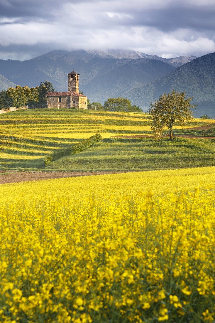 Rapsfelder (Brassica Napus), Kirche San Martino, Garbagnate Monastero, Provinz Lecco, Brianza, Lombardei, Italien, Europa