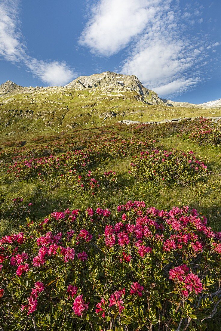Blühende Rhododendronblumen, Spadolazzo piz, Montespluga, Madesimo, Provinz Sondrio, Spluga-Tal, Lombardei, Italien, Europa