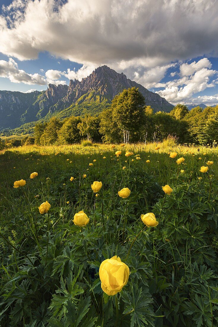 Blüte der Globeflowers (Trollius) auf Wiesen des Coltignone-Berges, Pian dei Resinelli, Provinz Lecco, Lombardei, Italien, Europa