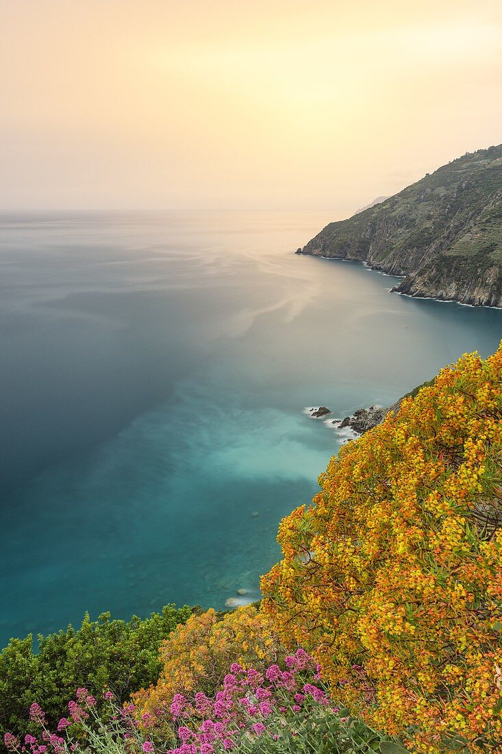 Die Frühlingsfarben der Küste der Cinque Terre, genommen bei Sonnenuntergang von einem steilen Weg, Nationalpark der Cinque Terre, Gemeinde Riomaggiore, Provinz La Spezia, Bezirk Ligurien, Italien, Europa