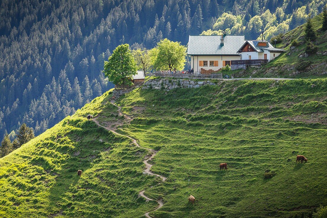 Höttinger Alm mit ihren Almen, Nordkette, Karwendel Naturpark, Innsbruck, Tirol, Österreich, Europa