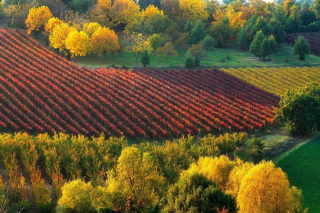 Castelvetro di Modena, Emilia Romagna, Italien. Herbstlandschaft mit bunten Weinbergen und Hügeln