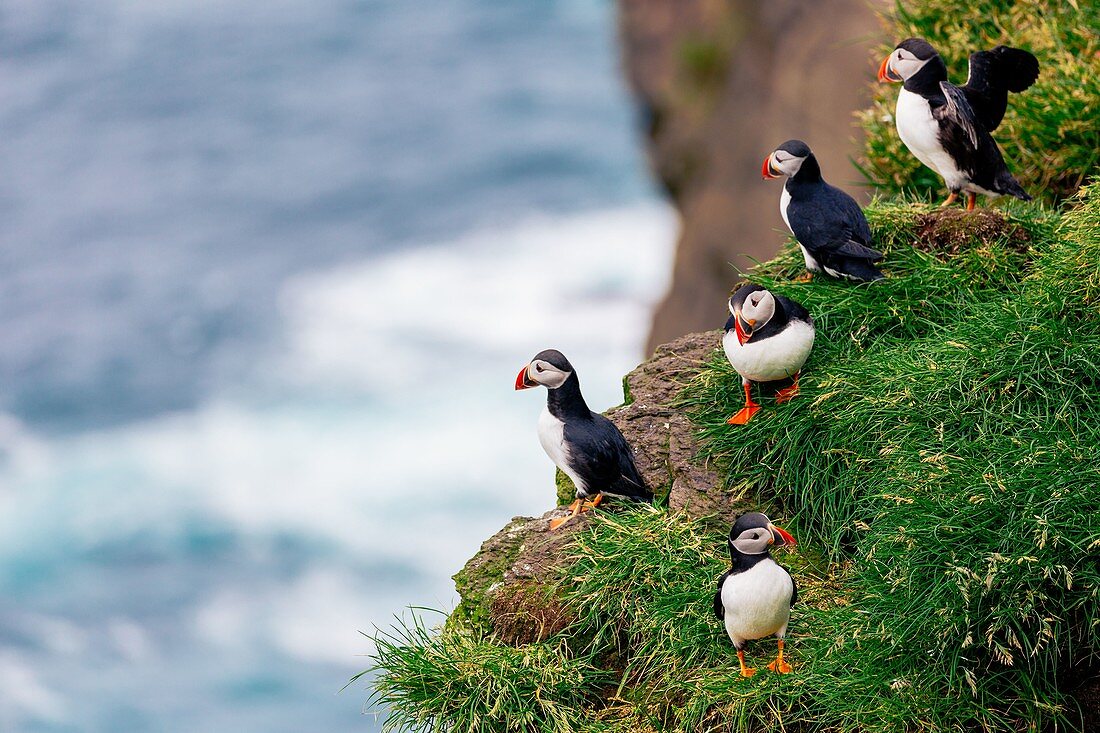 Wilde Papageientaucher der Färöer. Mykines Island, Dänemark