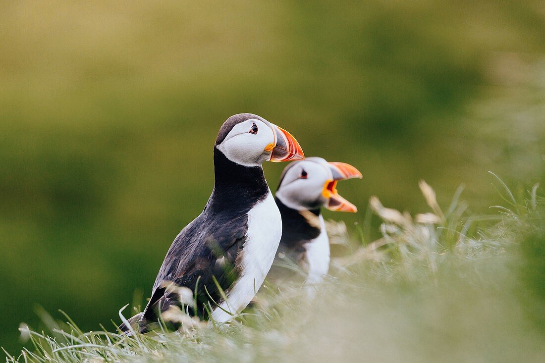 Wilde Papageientaucher der Färöer. Mykines Island, Dänemark