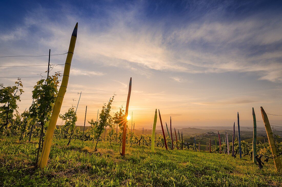 Sonnenuntergang auf dem Dorf Coazzolo vom bunten Pastellweinberg 'vigna dei pastelli', Piemont, Italien