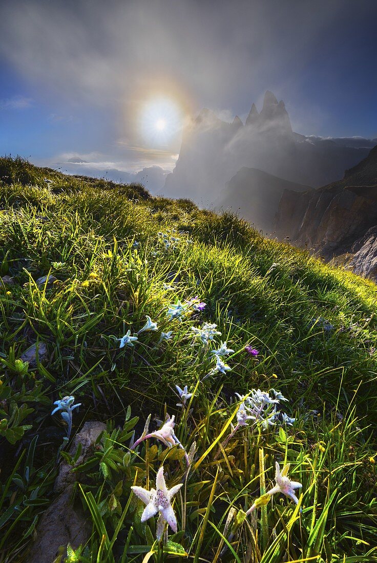 Edelweiss bei Sonnenaufgang in Seceda, Gruppo delle Odle, Dolomiti di Gardena, Bozen, Trentino-Südtirol, Italien, Südeuropa