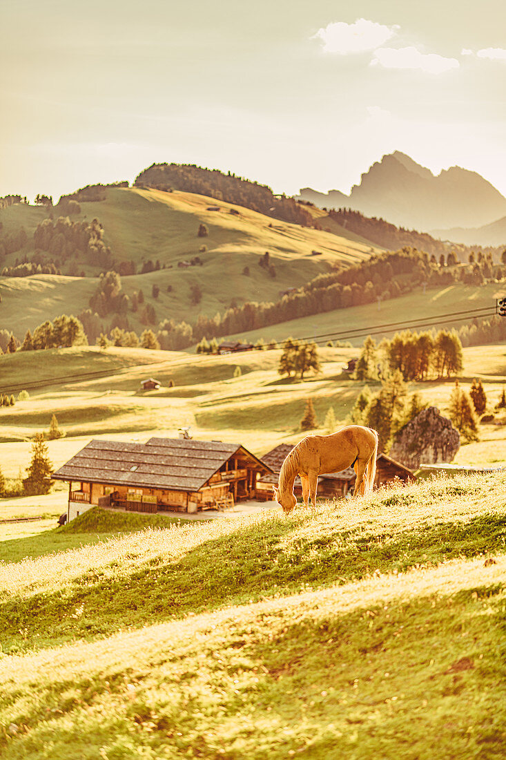 Horse at sunrise on the Alpe di Siusi in South Tyrol, Italy, Europe;