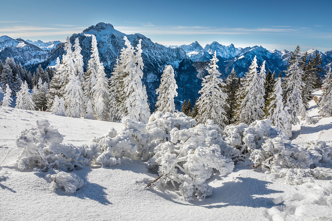 Snow-covered winter forest at Tegelberg in the Ammer Mountains, Schwangau, Allgäu, Bavaria, Germany