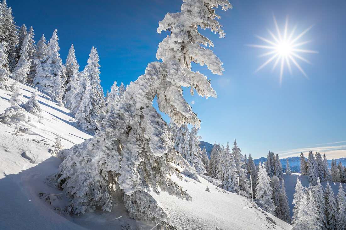 Verschneiter Winterwald am Tegelberg im Ammergebirge, Schwangau, Allgäu, Bayern, Deutschland