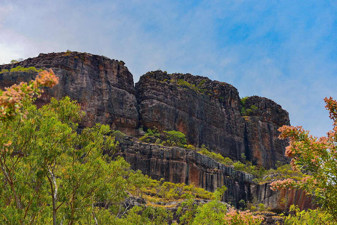 Felswand mit Eukalyptusbäumen, Kakadu National Park, Jabiru, Northern Territory, Australien