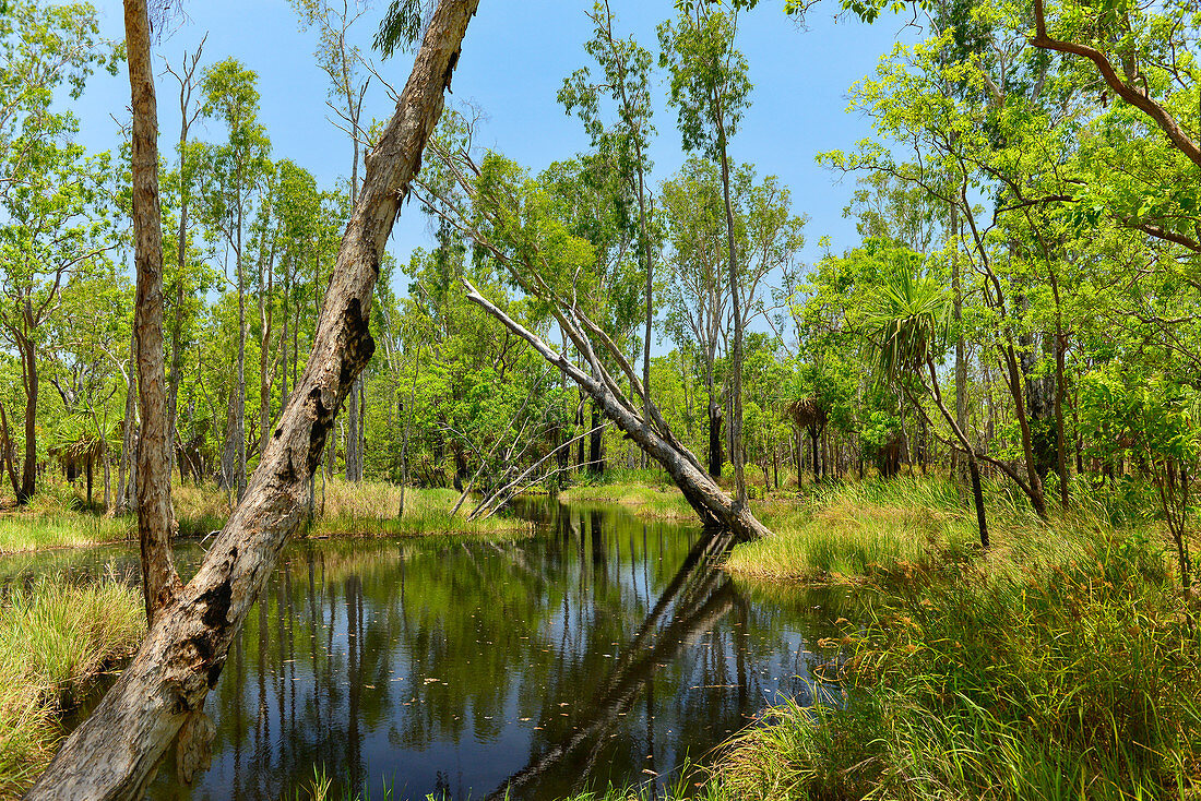 Ein kleiner Creek inmitten üppiger Vegetation, Eukalyptusbäume, Pine Creek, Northern Territory, Australien