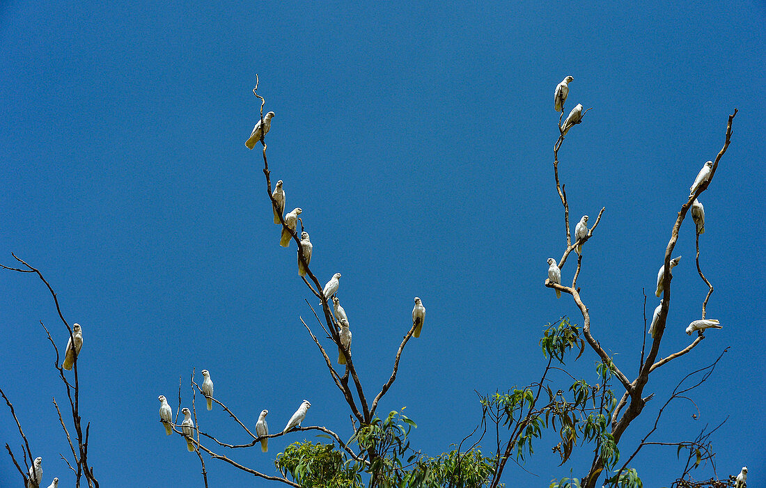 A group of cockatoos on a eucalyptus tree, Jabiru, Northern Territory, Australia