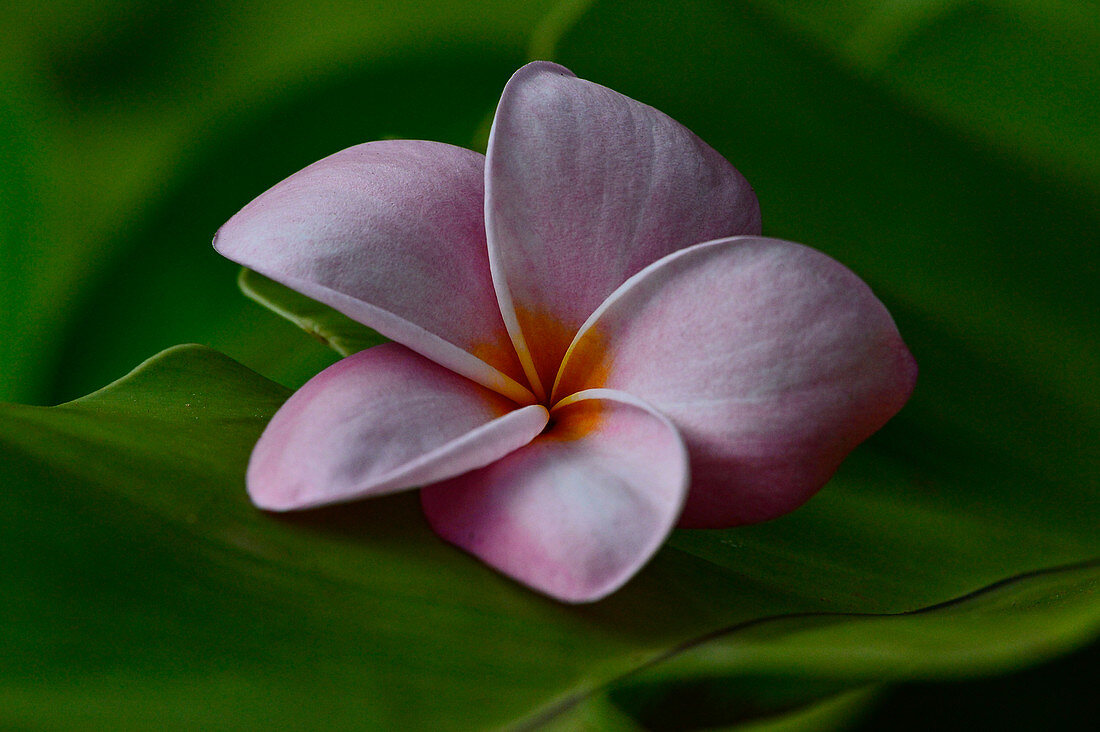 Eine Blüte in den Tropen, Darwin, Northern Territory, Australien