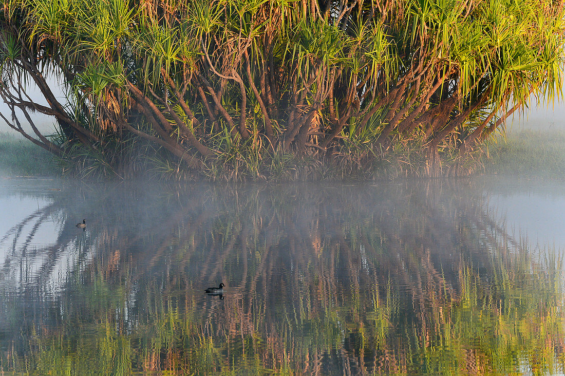 A palm tree stands in the river in the morning mist, Cooinda, Kakadu National Park, Northern Territory, Australia