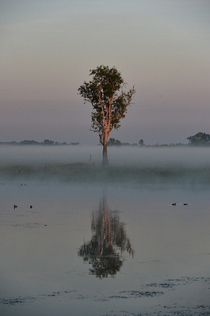 Ein Baum und seine Spiegelung im Fluss im Morgennebel, Cooinda, Kakadu National Park, Northern Territory, Australien