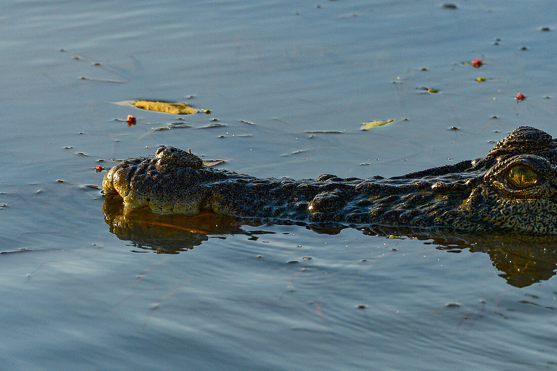 A crocodile swims in the river, Cooinda, Kakadu National Park, Northern Territory, Australia