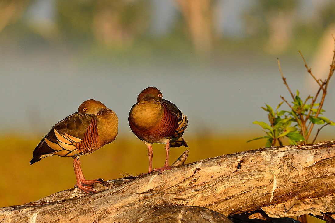 Zwei Vögel auf einem Baumstamm, Cooinda, Kakadu National Park, Northern Territory, Australien
