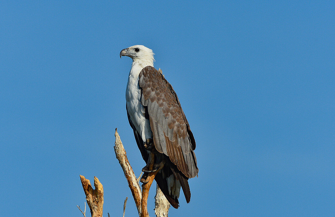 Close up of an eagle on a tree, Cooinda, Kakadu National Park, Northern Territory, Australia