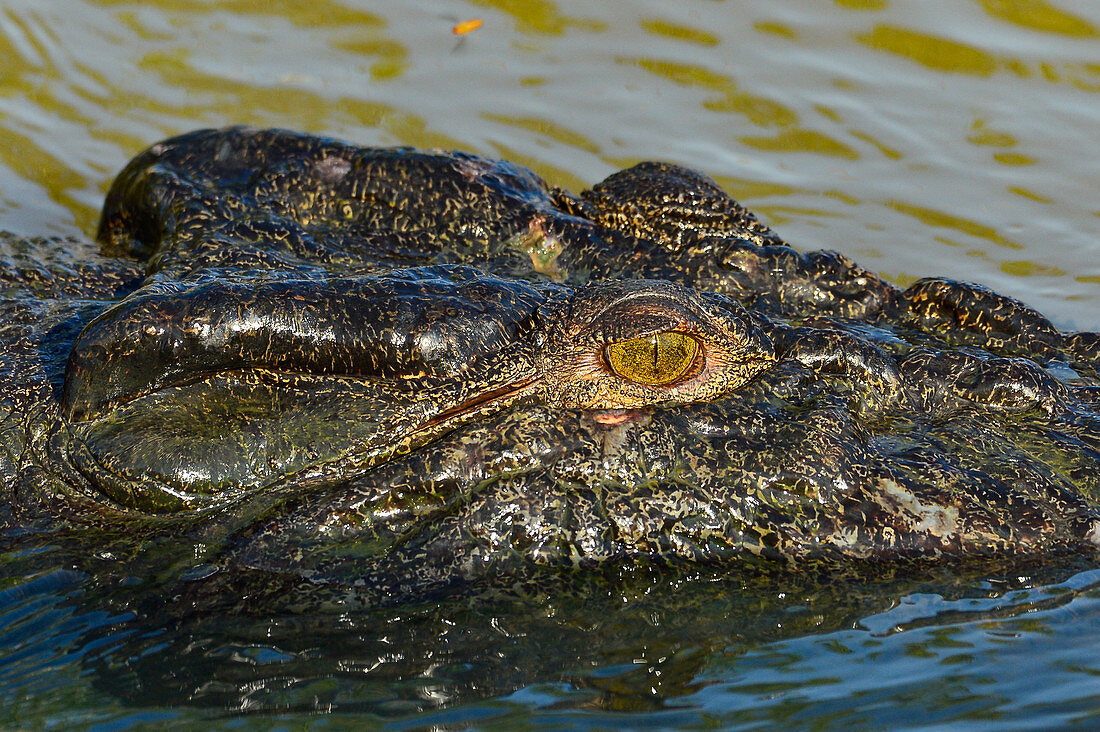 Der Kopf eines Krokodils im Fluss in Nahaufnahme, Cooinda, Kakadu National Park, Northern Territory, Australien