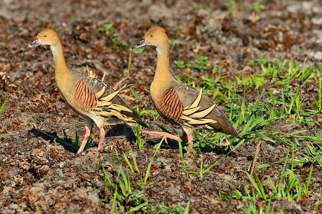 Two birds run on the riverside, Cooinda, Kakadu National Park, Northern Territory, Australia