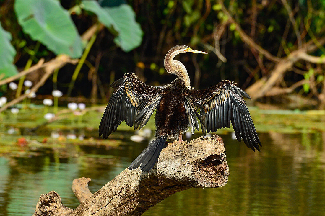 A bird dries in the sunlight by the river, Cooinda, Kakadu National Park, Northern Territory, Australia