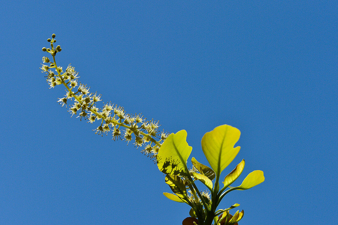 Blossom and leaves of the Kakadu Plum Tree against a blue sky, Cooinda, Kakadu National Park, Northern Territory, Australia