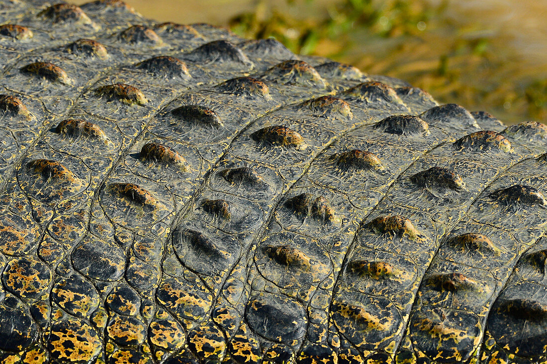 Detail view from the back of a crocodile, Cooinda, Kakadu National Park, Northern Territory, Australia
