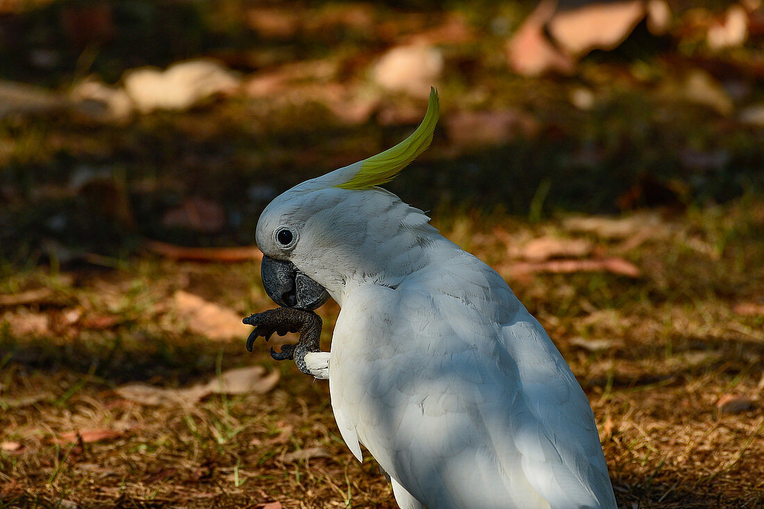 Yellow-crested Cockatoo in close-up, Cooinda, Kakadu National Park, Northern Territory, Australia