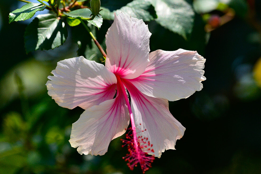 Colorful tropical blooms in close-up, Kununurra, Western Australia, Australia