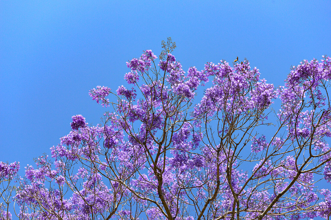 Blühender Jacaranda Baum vor blauem Himmel, Sydney, New South Wales, Australien