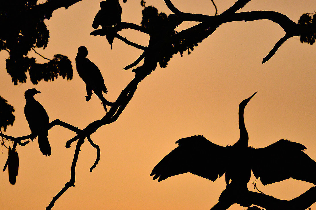 Several birds sit in a tree at dusk, Kununurra, Western Australia, Australia