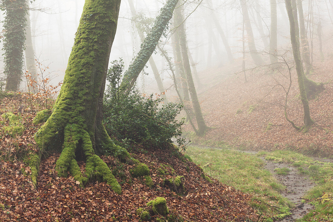 Nebel im Wald von Cerisy, Foret de Cerisy, Calvados, Manche, Normandie, Frankreich