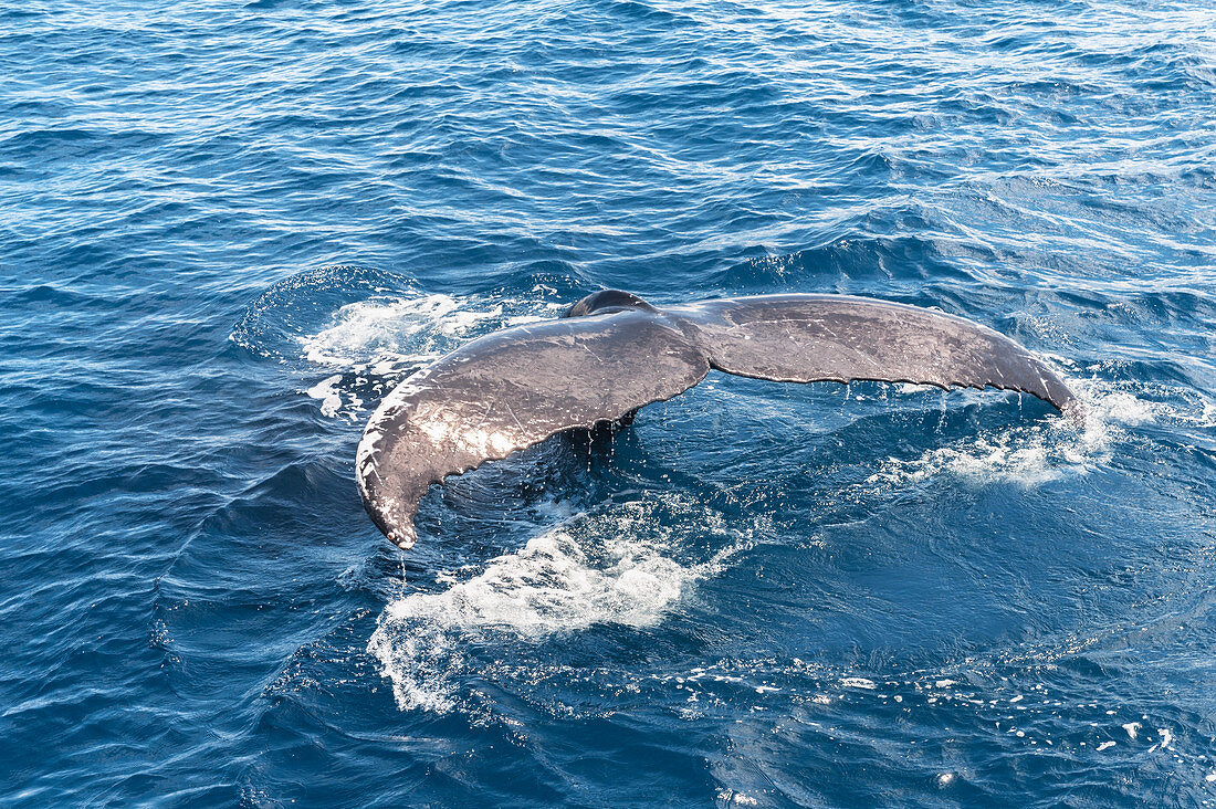 Tail fluke of humpback whale (Megaptera novaeangliae),  Hervey Bay, Queensland, Australia