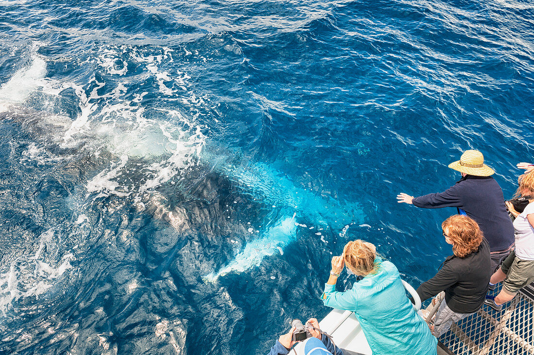 People on boat whale watching, Queensland, Australia 