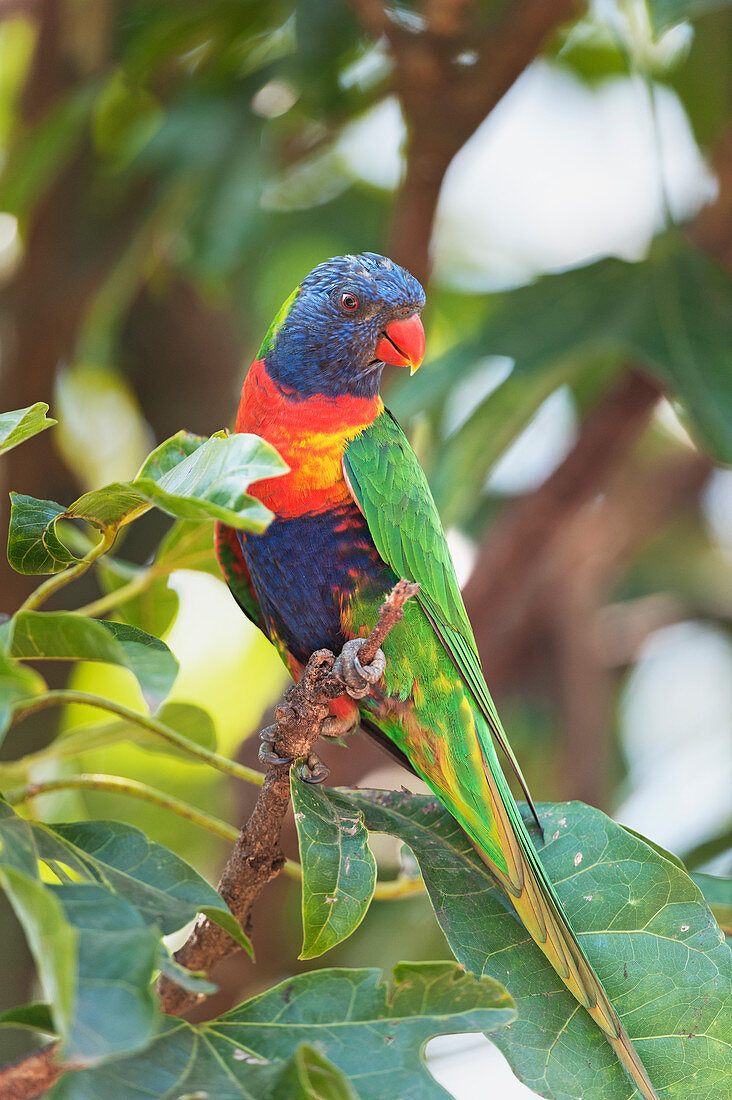 Rainbow Lorikeet (Trichoglossus haematodus) sitting on a twig, Lone Pine Koala Sanctuary, Brisbane, Queensland, Australia 